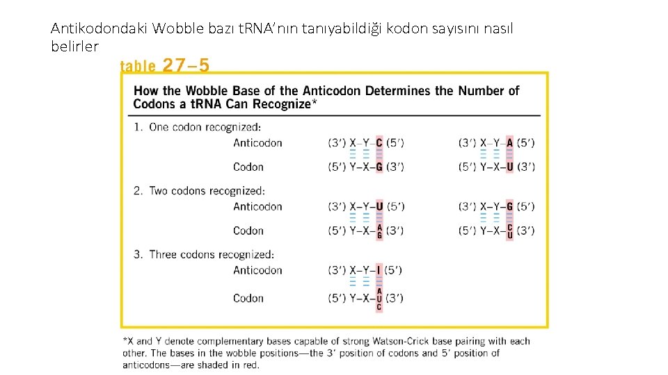 Antikodondaki Wobble bazı t. RNA’nın tanıyabildiği kodon sayısını nasıl belirler 