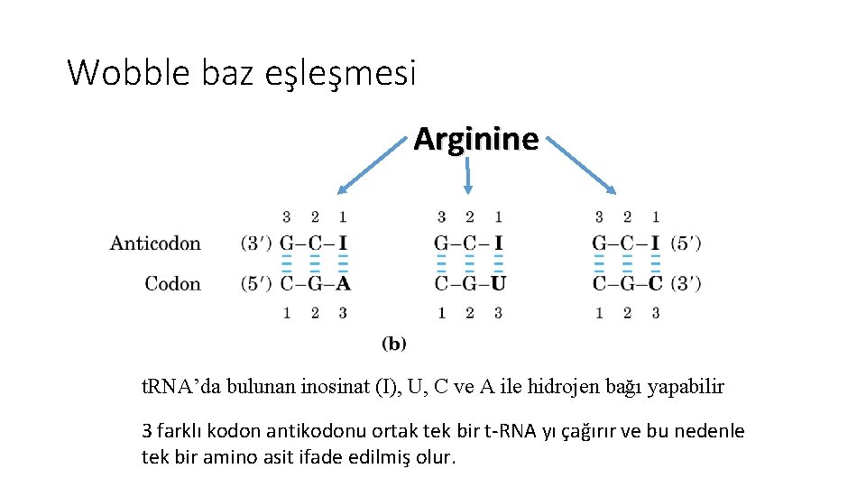 Wobble baz eşleşmesi Arginine t. RNA’da bulunan inosinat (I), U, C ve A ile