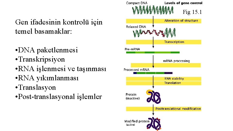 Fig 15. 1 Gen ifadesinin kontrolü için temel basamaklar: • DNA paketlenmesi • Transkripsiyon