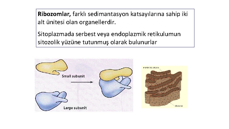 Ribozomlar, farklı sedimantasyon katsayılarına sahip iki alt ünitesi olan organellerdir. Sitoplazmada serbest veya endoplazmik