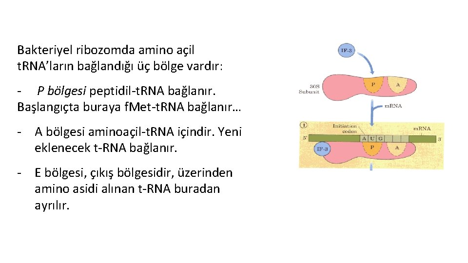 Bakteriyel ribozomda amino açil t. RNA’ların bağlandığı üç bölge vardır: - P bölgesi peptidil-t.