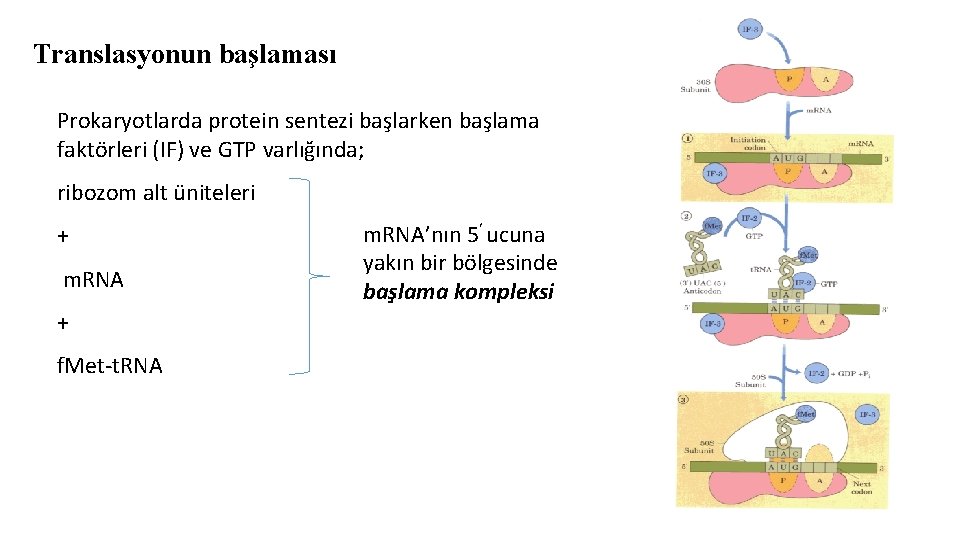 Translasyonun başlaması Prokaryotlarda protein sentezi başlarken başlama faktörleri (IF) ve GTP varlığında; ribozom alt