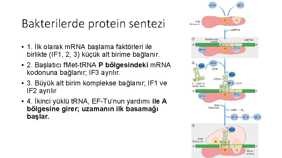 Bakterilerde protein sentezi • 1. İlk olarak m. RNA başlama faktörleri ile birlikte (IF