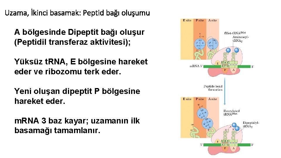 Uzama, İkinci basamak: Peptid bağı oluşumu A bölgesinde Dipeptit bağı oluşur (Peptidil transferaz aktivitesi);