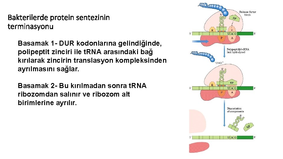 Bakterilerde protein sentezinin terminasyonu Basamak 1 - DUR kodonlarına gelindiğinde, polipeptit zinciri ile t.