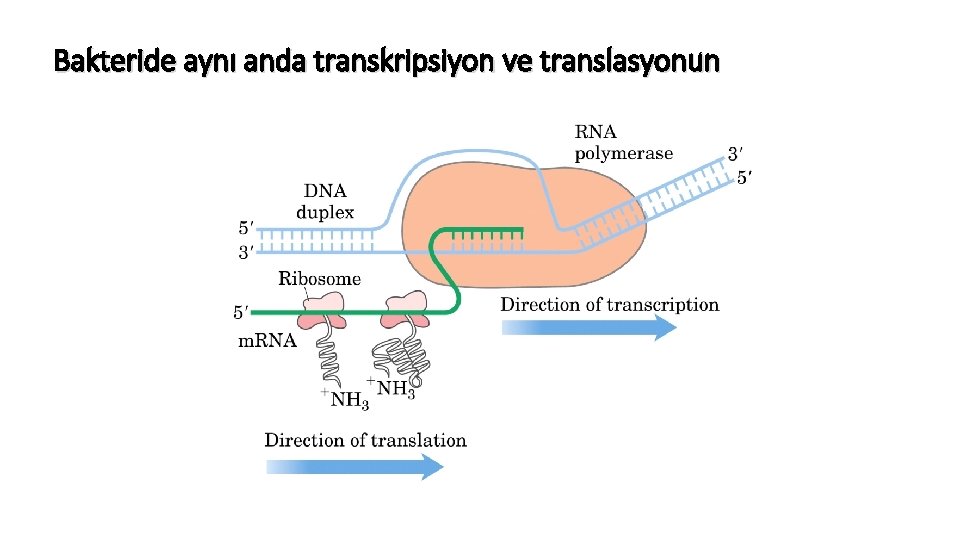 Bakteride aynı anda transkripsiyon ve translasyonun 