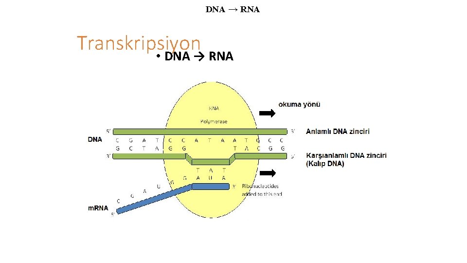 DNA → RNA Transkripsiyon • DNA → RNA 