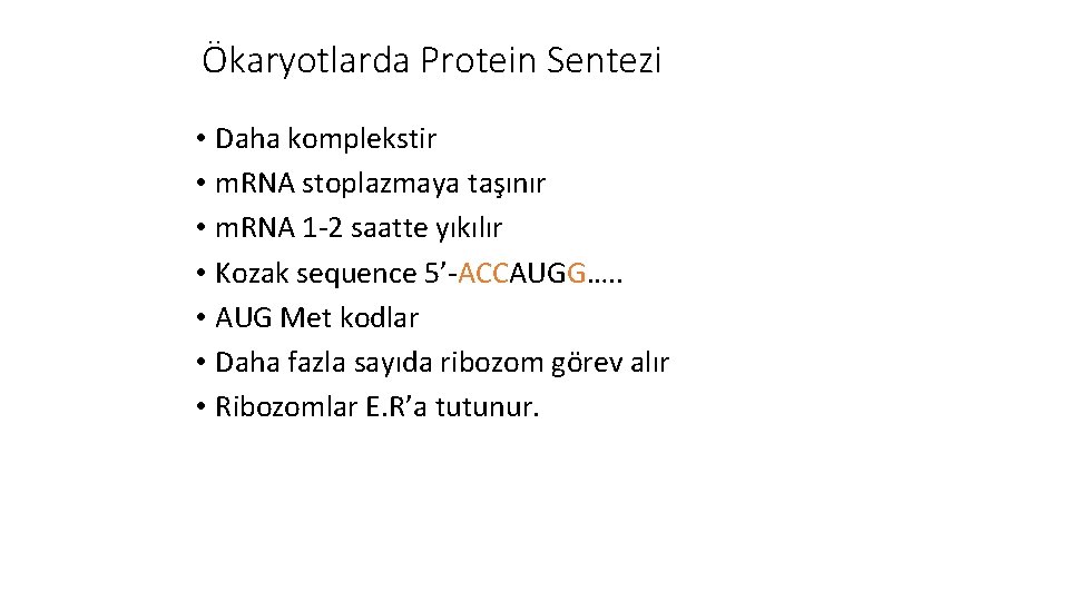 Ökaryotlarda Protein Sentezi • Daha komplekstir • m. RNA stoplazmaya taşınır • m. RNA