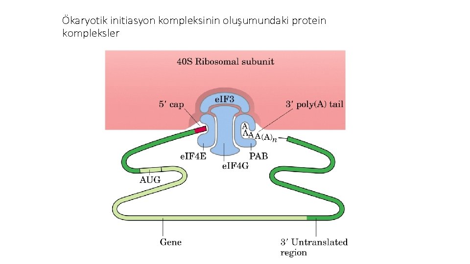 Ökaryotik initiasyon kompleksinin oluşumundaki protein kompleksler 