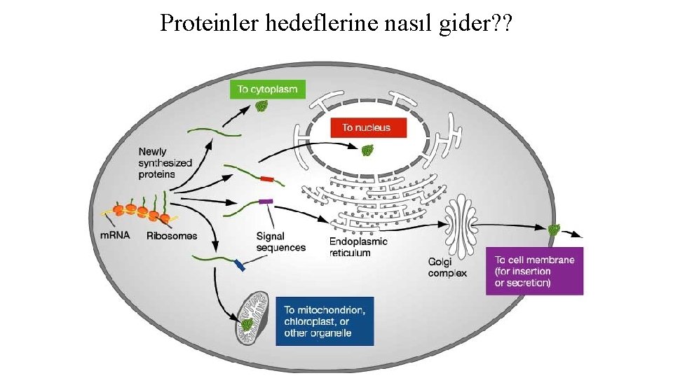 Proteinler hedeflerine nasıl gider? ? 