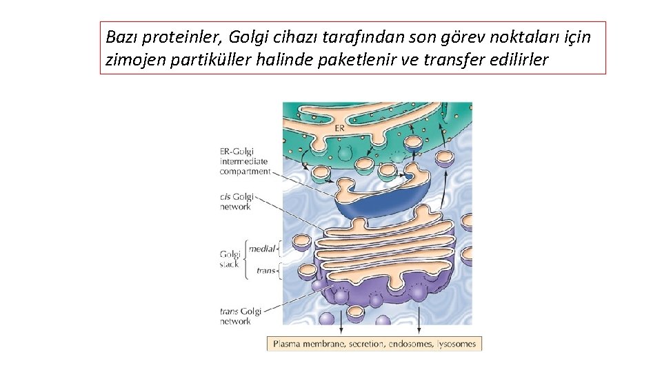 Bazı proteinler, Golgi cihazı tarafından son görev noktaları için zimojen partiküller halinde paketlenir ve