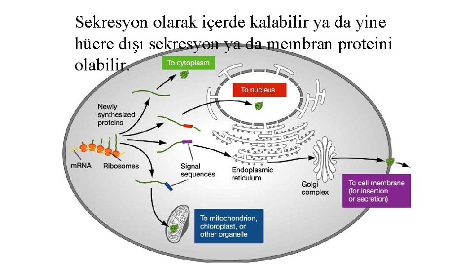 Sekresyon olarak içerde kalabilir ya da yine hücre dışı sekresyon ya da membran proteini