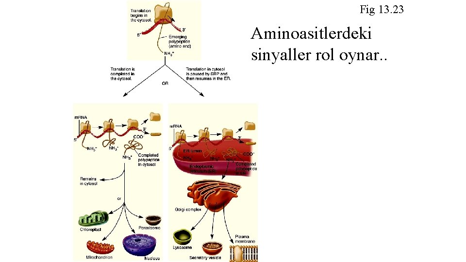 Fig 13. 23 Aminoasitlerdeki sinyaller rol oynar. . 