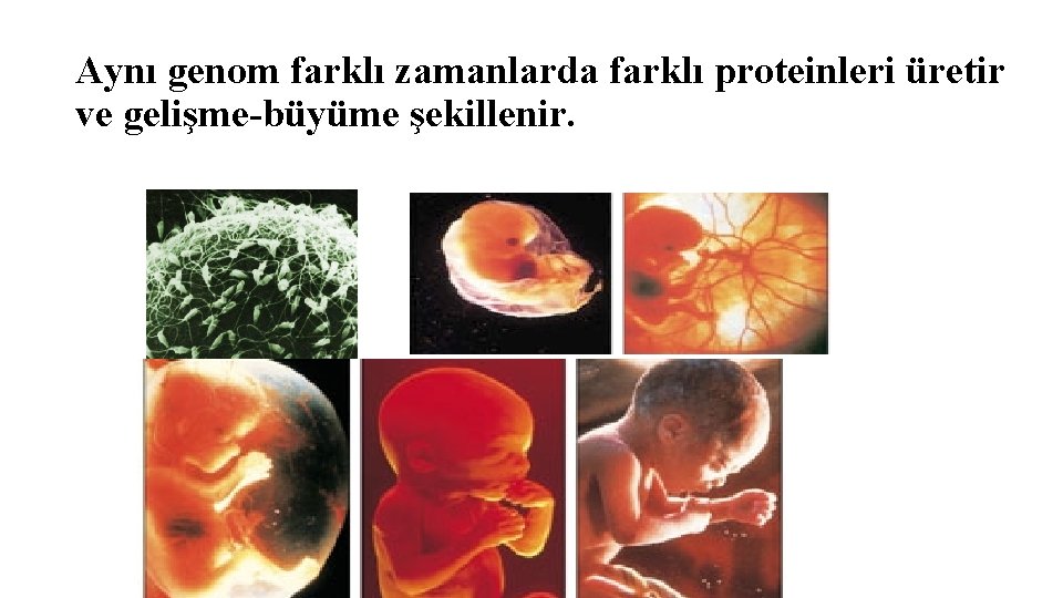 Aynı genom farklı zamanlarda farklı proteinleri üretir ve gelişme-büyüme şekillenir. 