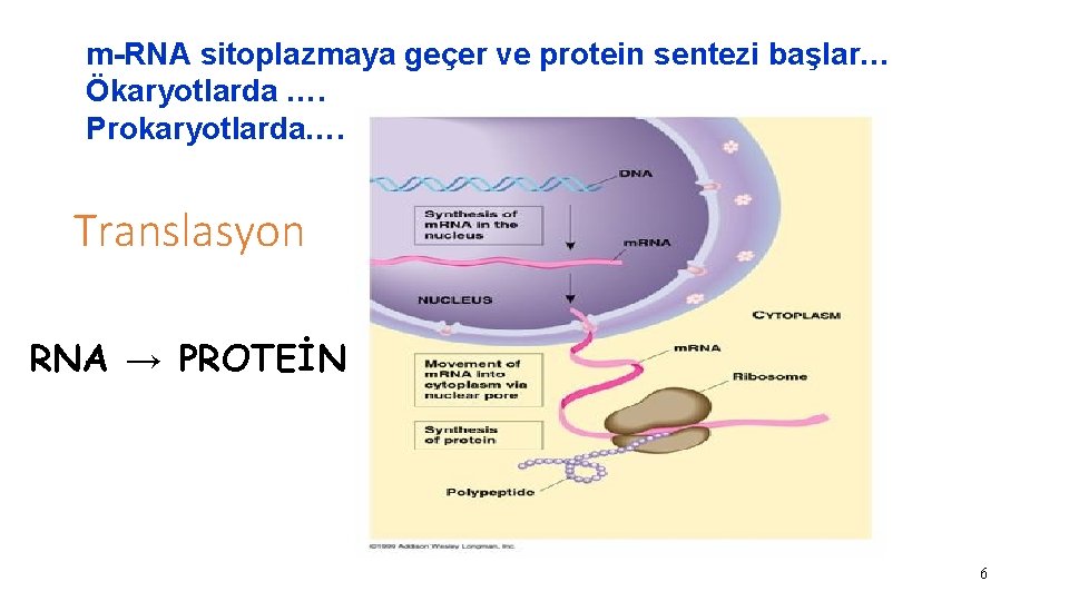 m-RNA sitoplazmaya geçer ve protein sentezi başlar… Ökaryotlarda …. Prokaryotlarda…. Translasyon RNA → PROTEİN