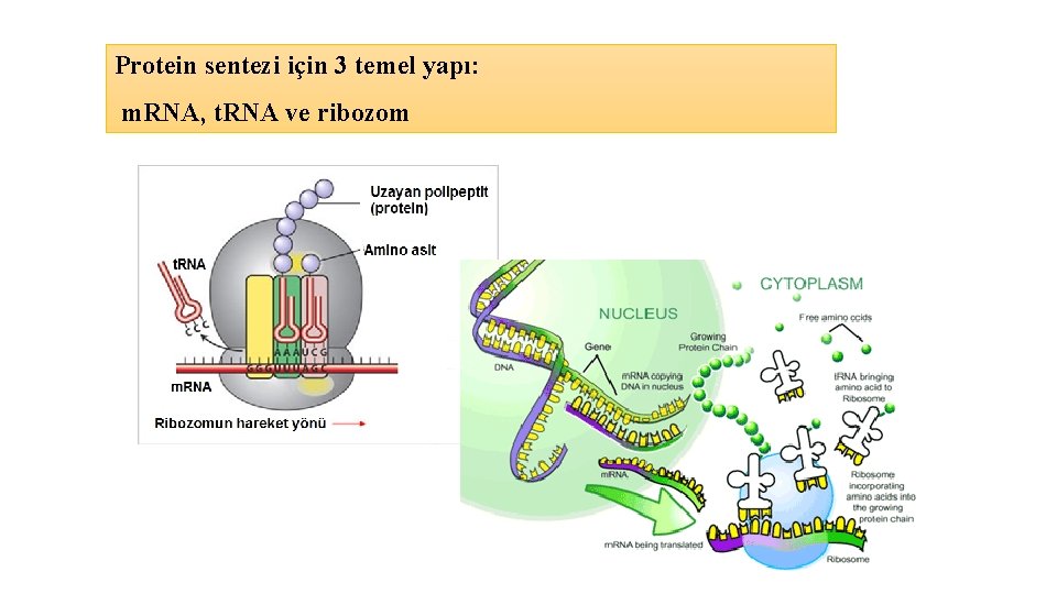 Protein sentezi için 3 temel yapı: m. RNA, t. RNA ve ribozom 