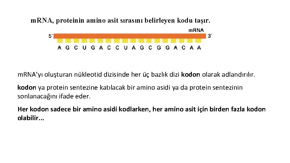 m. RNA, proteinin amino asit sırasını belirleyen kodu taşır. m. RNA’yı oluşturan nükleotid dizisinde