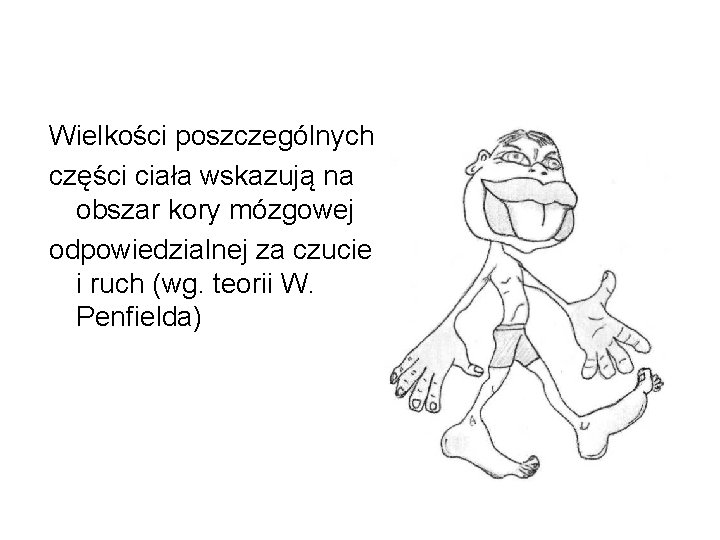 Wielkości poszczególnych części ciała wskazują na obszar kory mózgowej odpowiedzialnej za czucie i ruch