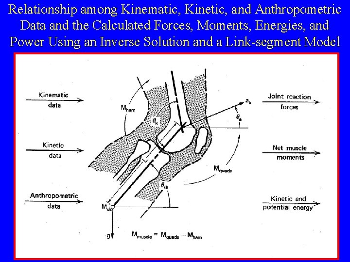 Relationship among Kinematic, Kinetic, and Anthropometric Data and the Calculated Forces, Moments, Energies, and