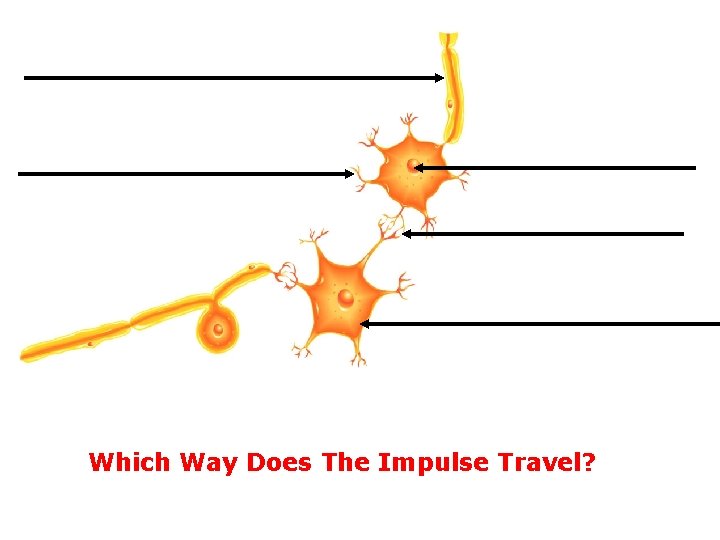Which Way Does The Impulse Travel? 