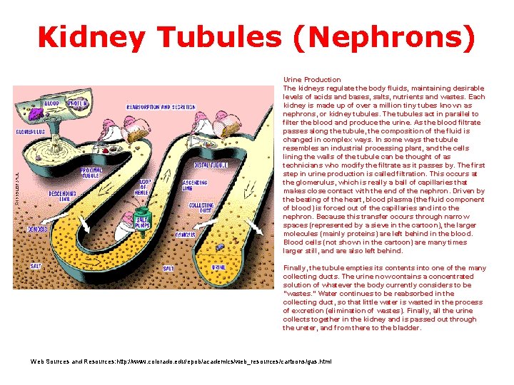 Kidney Tubules (Nephrons) Urine Production The kidneys regulate the body fluids, maintaining desirable levels
