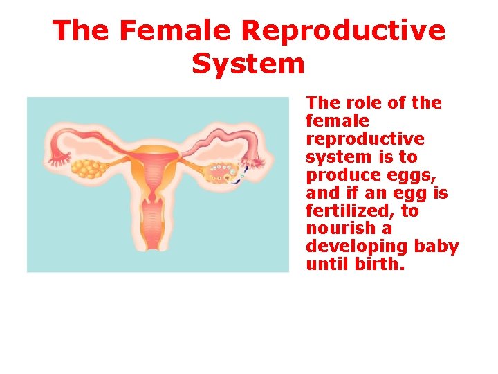 The Female Reproductive System The role of the female reproductive system is to produce
