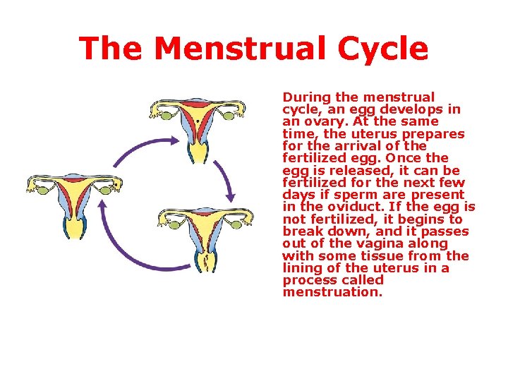 The Menstrual Cycle During the menstrual cycle, an egg develops in an ovary. At