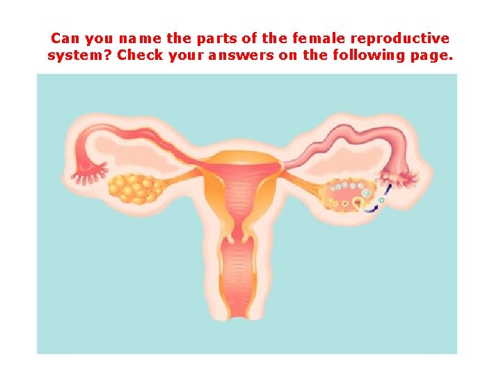 Can you name the parts of the female reproductive system? Check your answers on