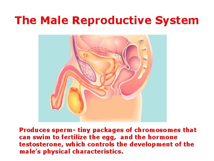 The Male Reproductive System Produces sperm- tiny packages of chromosomes that can swim to