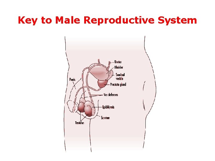 Key to Male Reproductive System 