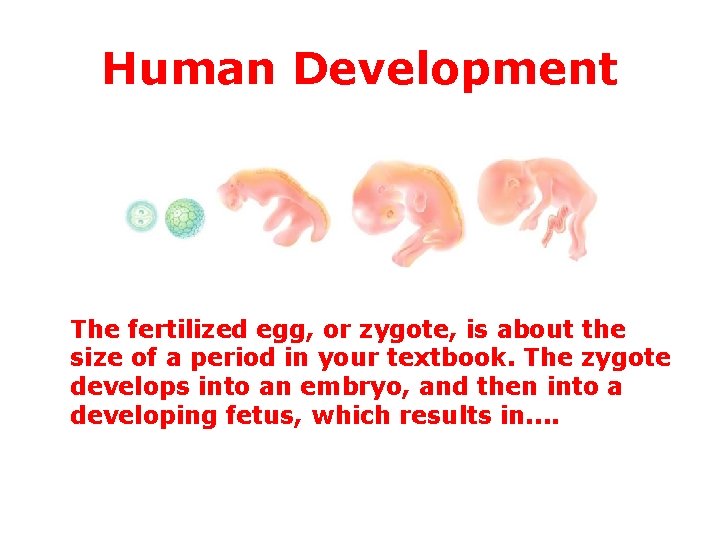 Human Development The fertilized egg, or zygote, is about the size of a period