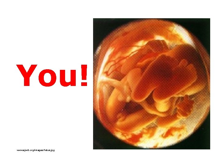 You! www. ajwrb. org/images/ fetus. jpg 