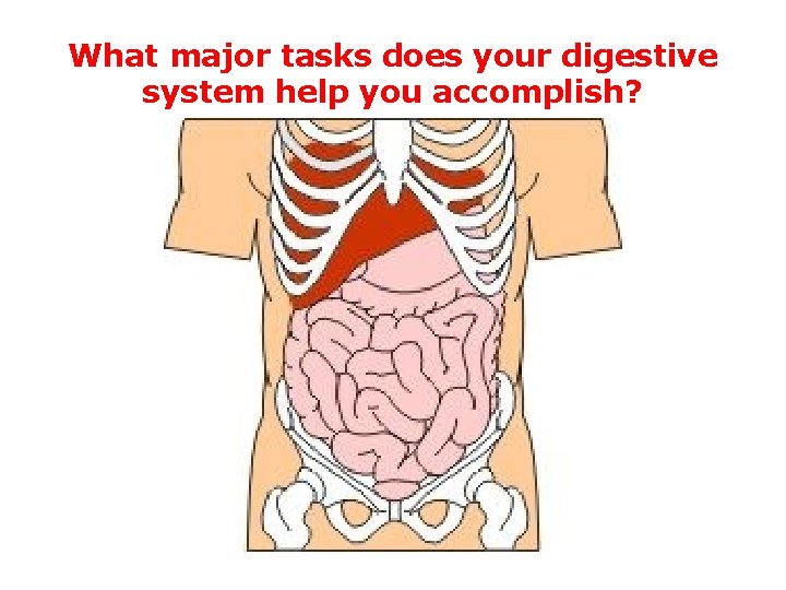 What major tasks does your digestive system help you accomplish? 