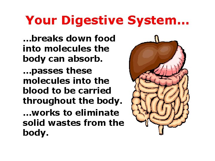 Your Digestive System… …breaks down food into molecules the body can absorb. …passes these