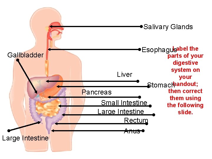Salivary Glands Gallbladder Large Intestine Label the Esophagus parts of your digestive system on