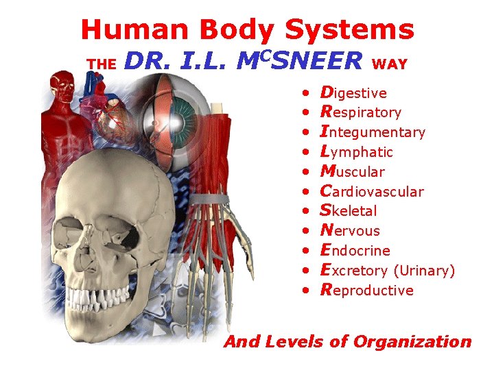 Human Body Systems THE DR. I. L. MCSNEER • • • WAY Digestive Respiratory