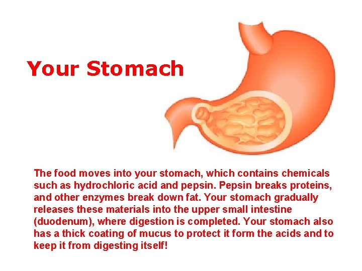 Your Stomach The food moves into your stomach, which contains chemicals such as hydrochloric