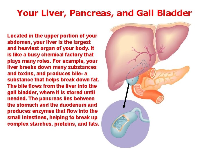 Your Liver, Pancreas, and Gall Bladder Located in the upper portion of your abdomen,