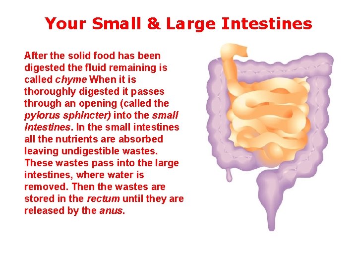 Your Small & Large Intestines After the solid food has been digested the fluid