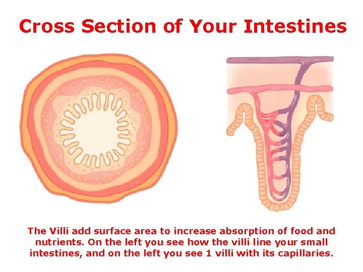 Cross Section of Your Intestines The Villi add surface area to increase absorption of