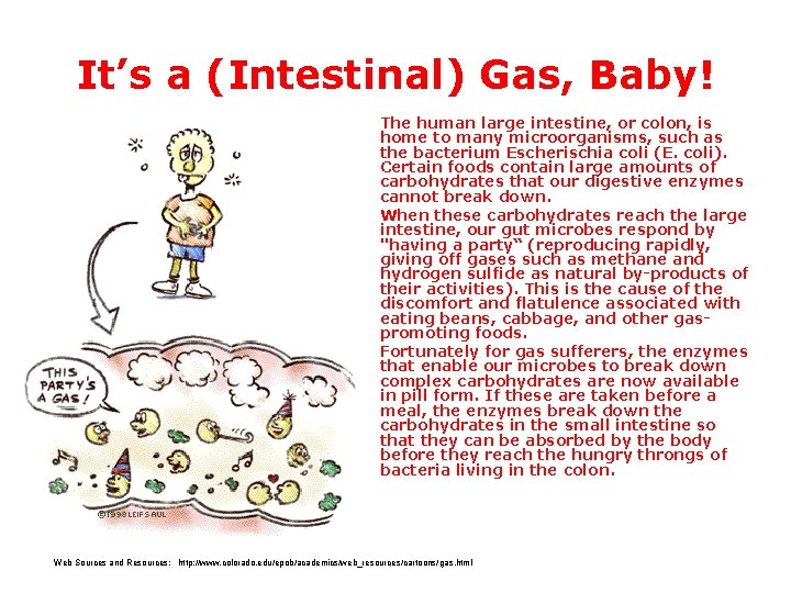 It’s a (Intestinal) Gas, Baby! The human large intestine, or colon, is home to
