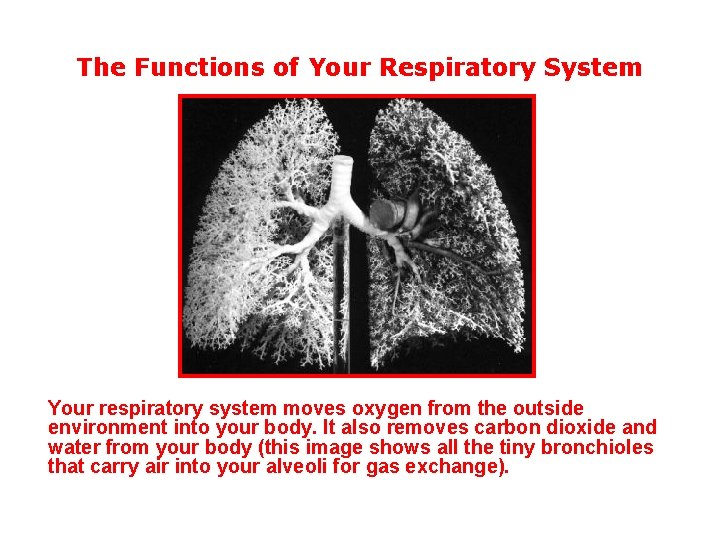 The Functions of Your Respiratory System Your respiratory system moves oxygen from the outside