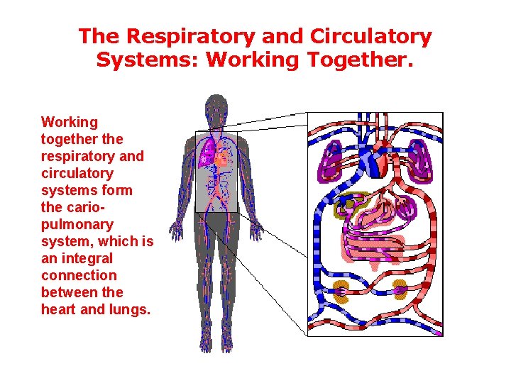 The Respiratory and Circulatory Systems: Working Together. Working together the respiratory and circulatory systems