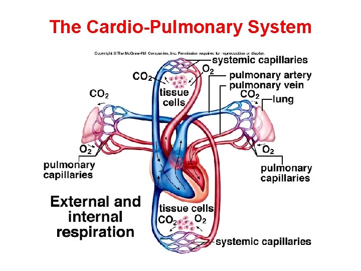 The Cardio-Pulmonary System 