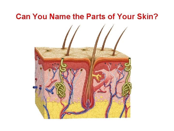 Can You Name the Parts of Your Skin? 