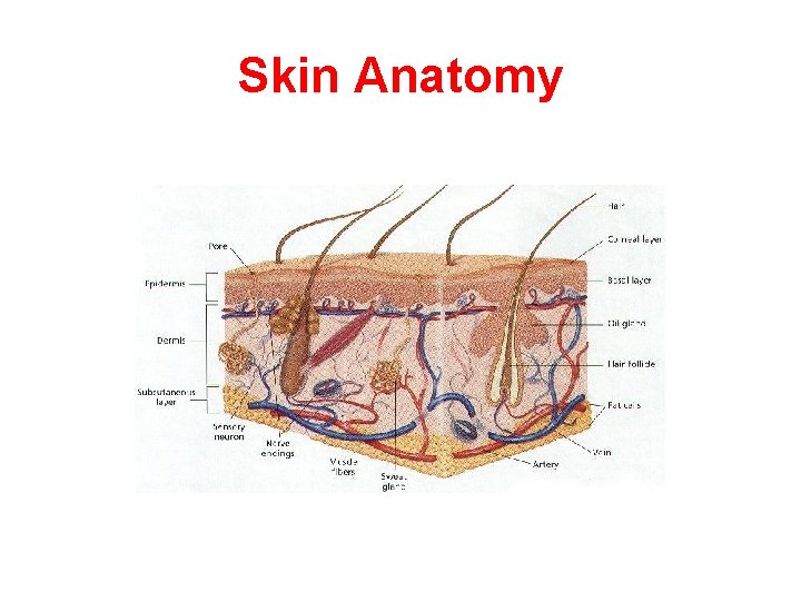 Skin Anatomy 