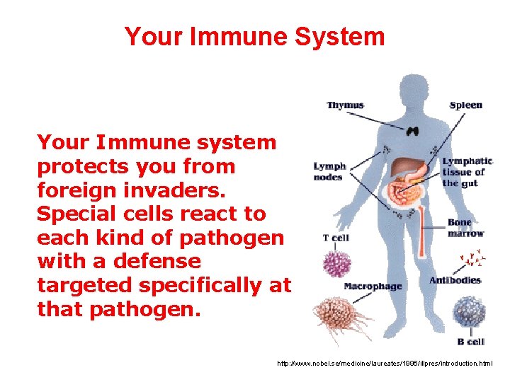 Your Immune System Your Immune system protects you from foreign invaders. Special cells react