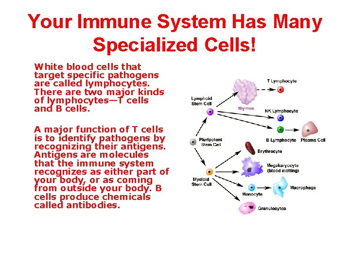 Your Immune System Has Many Specialized Cells! White blood cells that target specific pathogens
