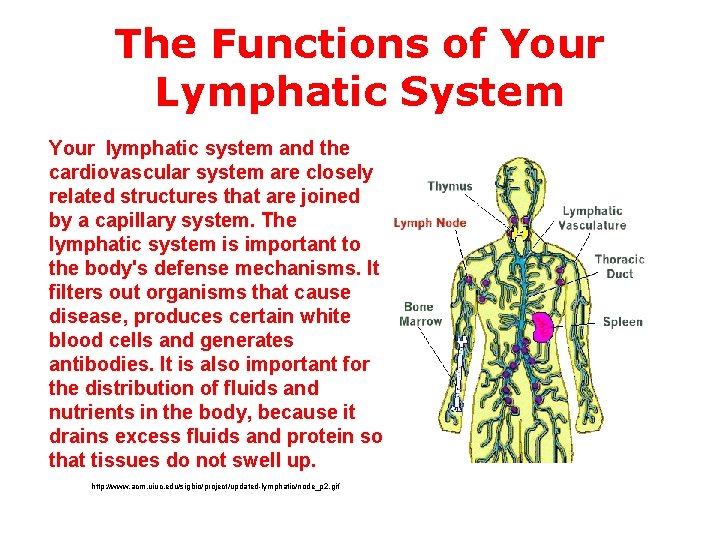 The Functions of Your Lymphatic System Your lymphatic system and the cardiovascular system are