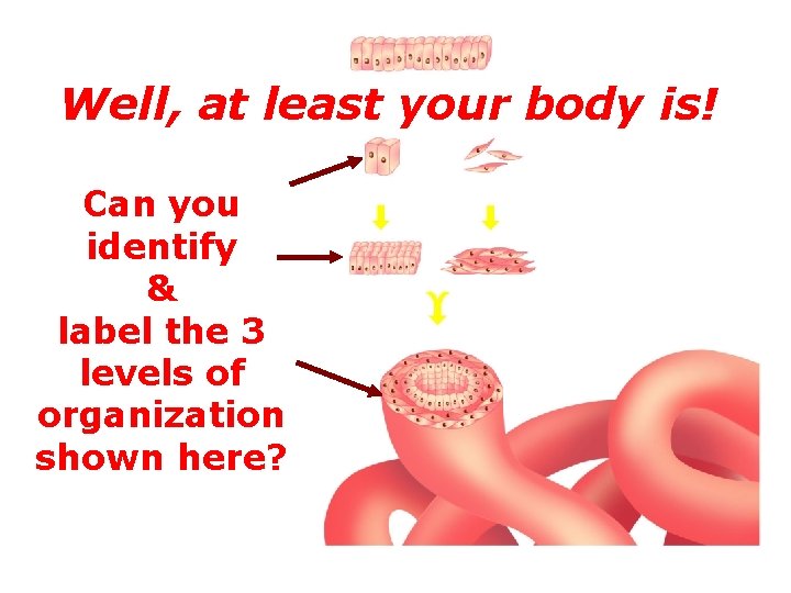 Well, at least your body is! Can you identify & label the 3 levels